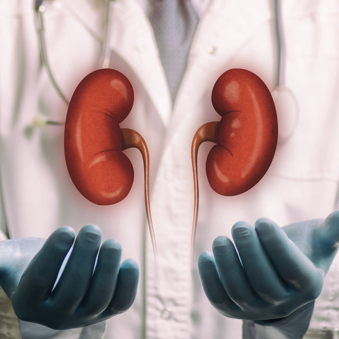 Kidney Health 101: Effective Ways to Keep These Organs Healthy